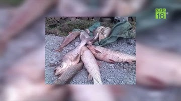 Nguyên nhân và cách khắc phục cá trắm cỏ có hiện tượng nổi đốm đỏ