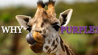 Why Do Giraffes Have Purple Tongues? 🦒 | Fun Animal Facts for Kids