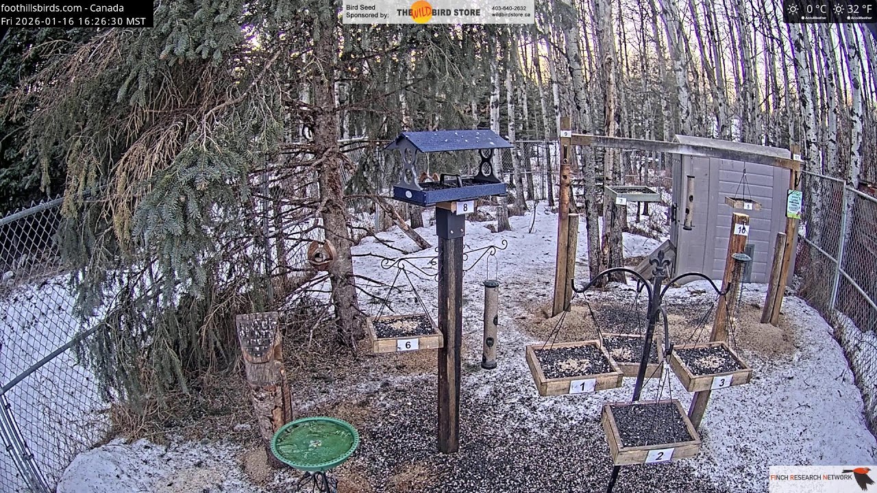 2026-01-16 - Foothills Birds - Live BirdCam [65+ Species]