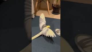Precious Bird Chases After a Sandal