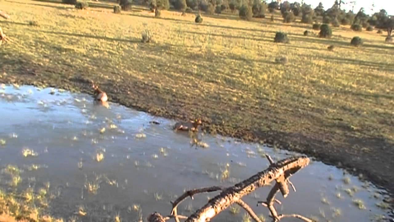 Bull Elk Wallowing - YouTube