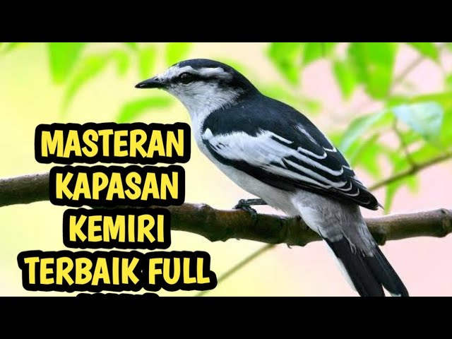 SUARA BURUNG KAPASAN KEMIRI. KERAS DAN JERNIH BAGUS UNTUK MASTERAN class=