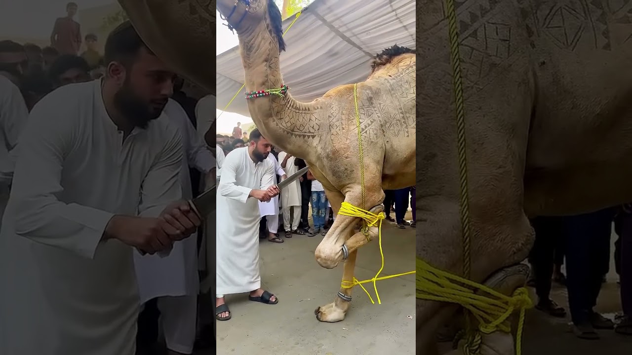 Qurban