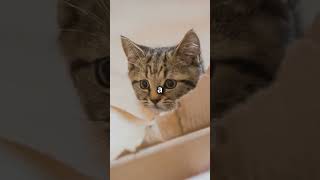 Why Do Cats Knead, Purr, and Chase #cat #facts