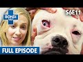 Lisa Chimes Concerned Dog Will Lose His Vision! | Full Episode | S6E11 | Bondi Vet
