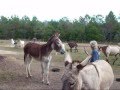 DonkeyRingTone DonkeyRingTone
