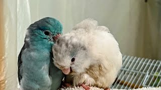 Would I Choose A #Budgie, #Parrotlet Or #Greencheek Conure #parrot_bliss #parrot #exoticbirds