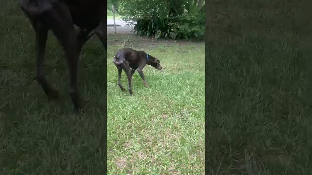 Grady Fresh Out Of The Shelter Available At Annasangelsdogrescue Org Texas Dogrescue