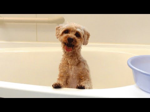 ミラブルzeroのシャワーが好き過ぎて、笑顔で待ち構える犬がこちらです【プーチー&スコティッシュフォールド】