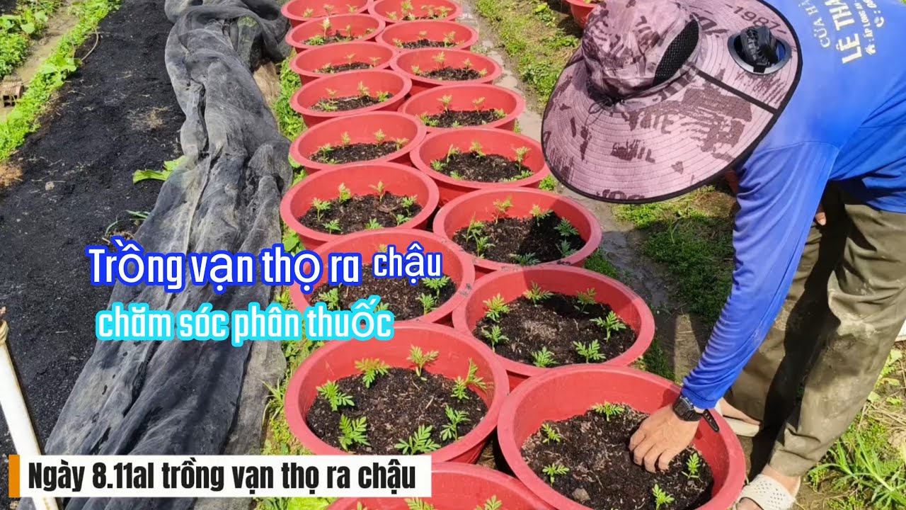 8.11al ra chậu vạn thọ & chăm sóc cây con