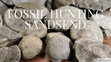 Fossil Hunting Sandsend