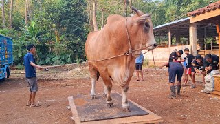 Download Lagu WARIS⛔️ SAPI RAKSASA DIBONGKAR BOBOTNYA‼️🔥🔥🔥 MP3 Download Lagu WARIS⛔️ SAPI RAKSASA DIBONGKAR BOBOTNYA‼️🔥🔥🔥 MP3
