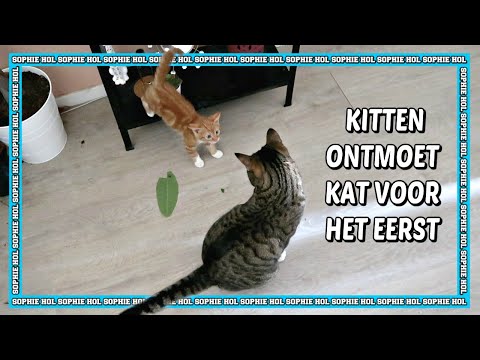 Video: Hoe Katten Introduceren?