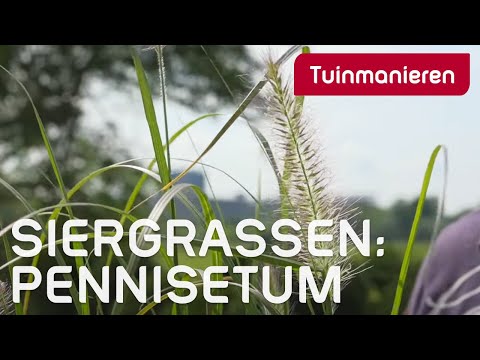 Video: Vormsnoei, Het Gebruik Van Bijgesneden Sierplanten Voor Huis- En Tuindecoratie