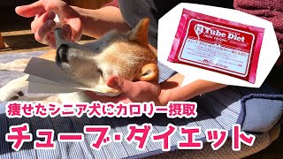 老犬介護：チューブ・ダイエット（ハイカロリー）の作り方・与え方