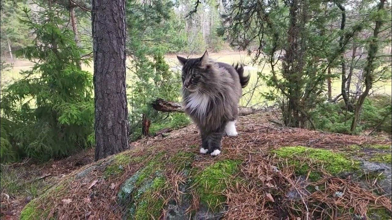 Slow motion run, Norwegian forest cat or skogkatt. Norwegian forest