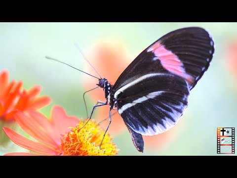 Video: 300 Millionen Schmetterlinge Sollen Nach Texas Herabsteigen
