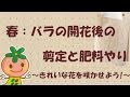 【バラの育て方】春：バラの開花後の剪定と肥料やり【花ごころ】