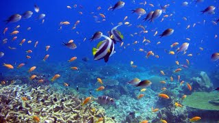 CNN A Large Scale Fish Dataset || Deep Learning KB3