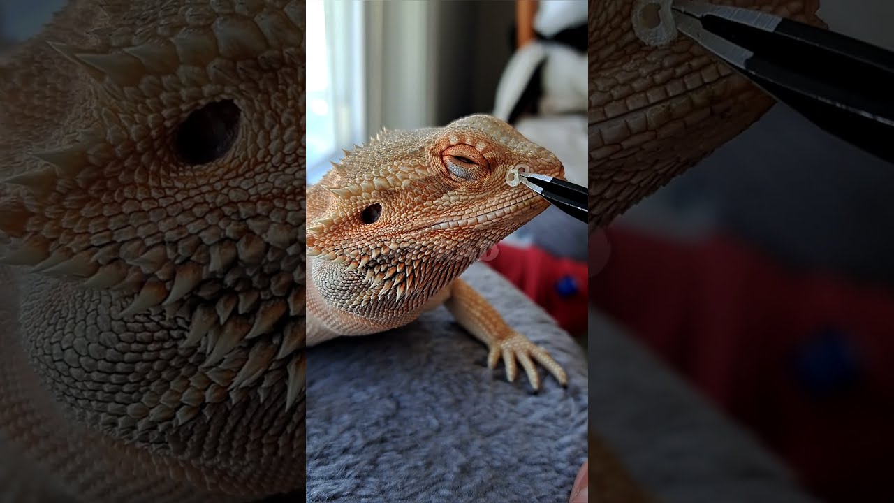 Bearded Dragon Nostril SHED REMOVAL Stayrad Beardeddragons ChuckNorrizBeardedDragons