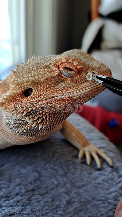 Bearded Dragon Nostril👃SHED REMOVAL! | #stayrad #beardeddragons @ChuckNorrizBeardedDragons