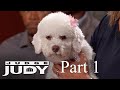 Dog S Eardrum Ruptured During Grooming Part 1 