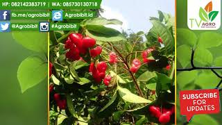 Jual Bibit Jambu Air Kancing Merah