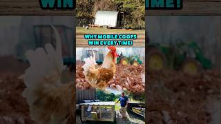 Why This Chicken Coop Is So Efficient