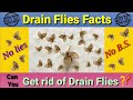 Can you get rid of Drain Flies? Facts and truths.