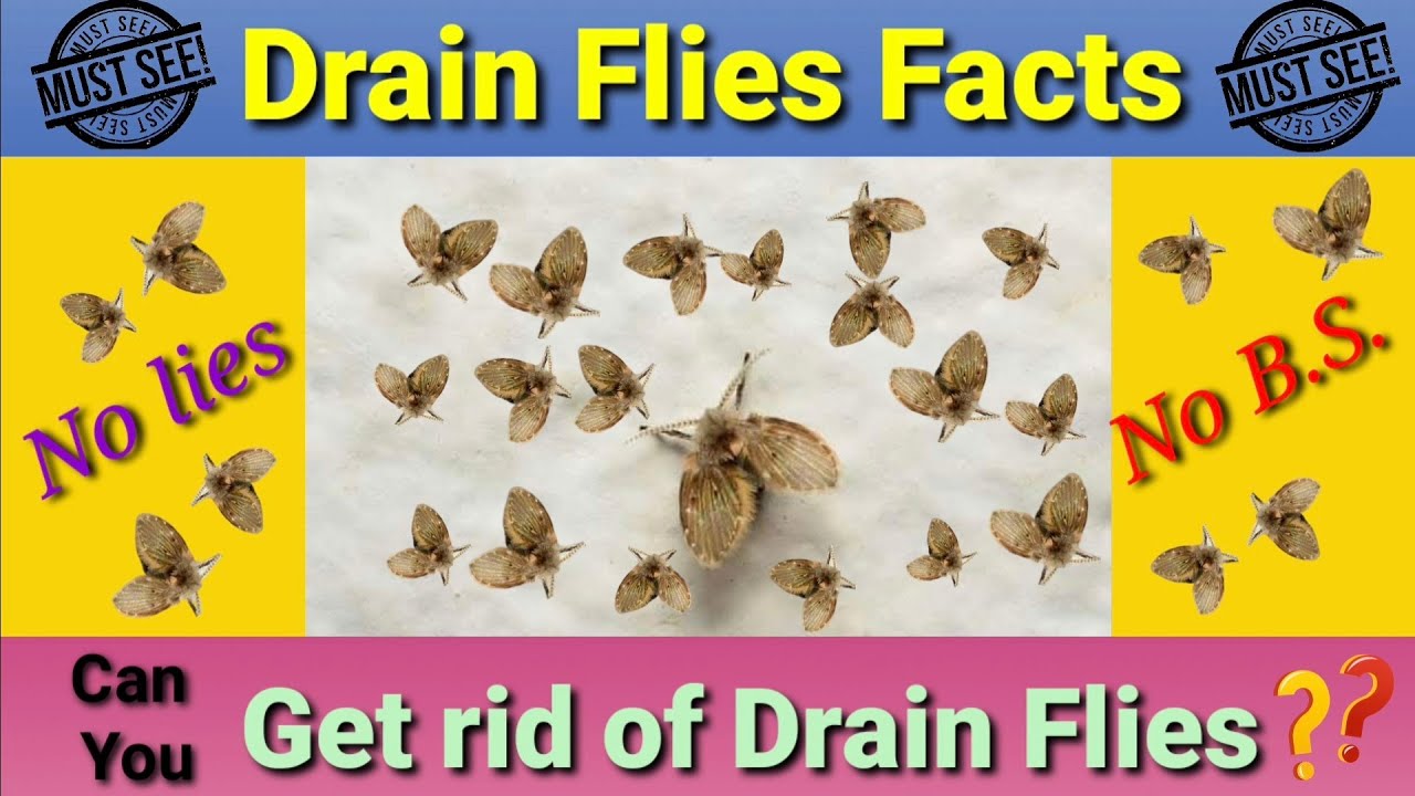 How to Get Rid of Drain Flies