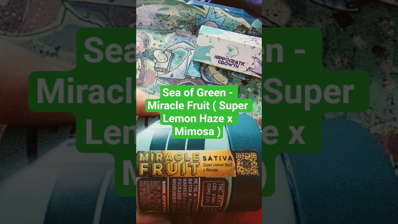 Sea of Green - Miracle Fruit ( Super lemon Haze x Mimosa ) 🚫 Nothing for Sale 🚫 Informational only