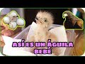 ÁGUILILLAS BEBÉS 😍 VISITA A CRIADOR DE AVES RAPACES  (KIRE TES).