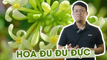 Tác dụng của hoa đu đủ đực và một số bài thuốc từ hoa đu đủ đực