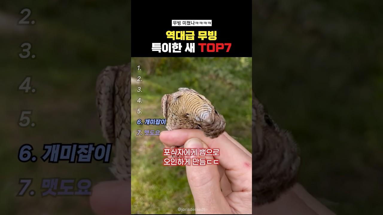 역대급 특이하게 움직이는 새Top7