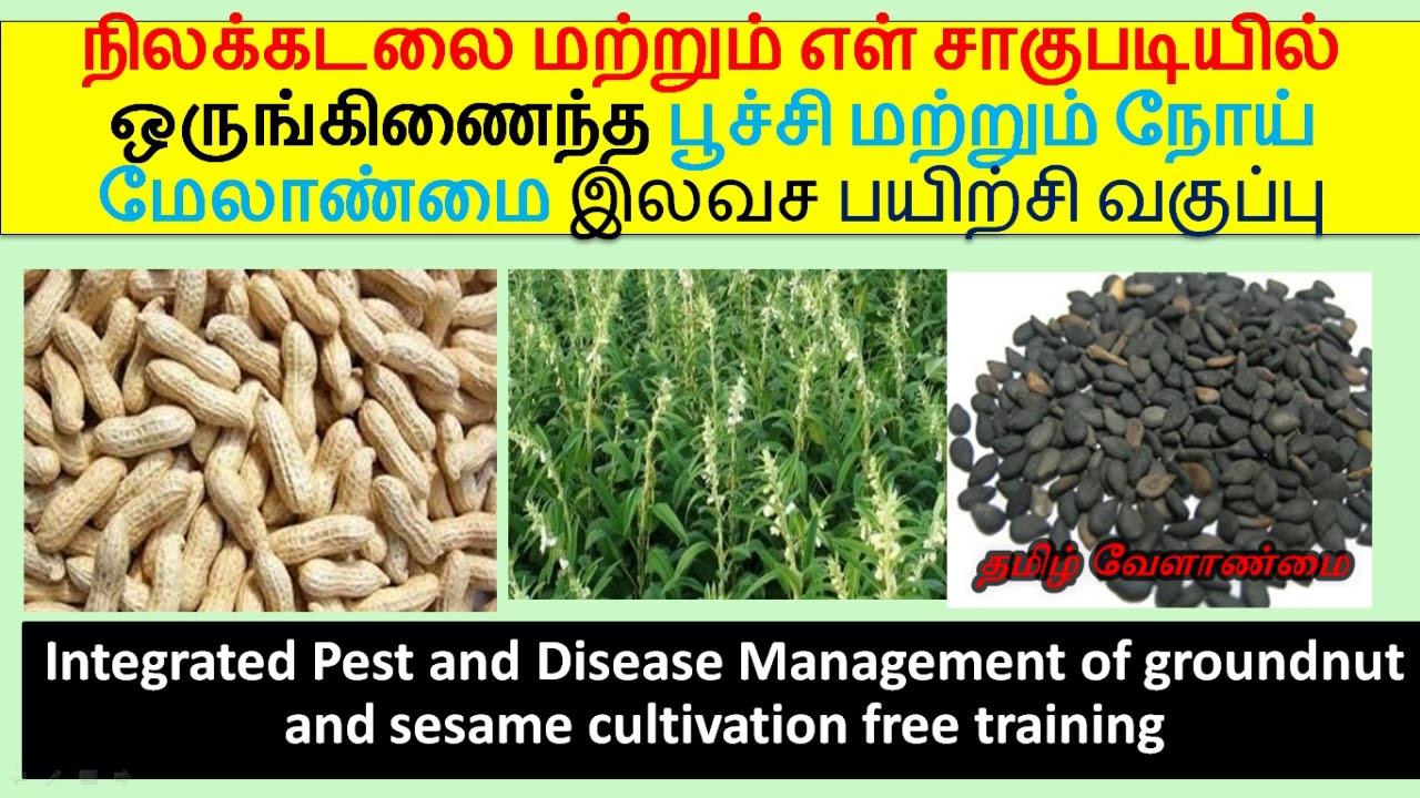 Groundnut and sesame pest and disease management free training in
