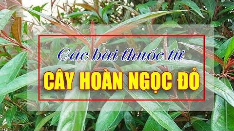 ĐIỆN BIÊN - Các bài thuốc từ cây hoàn ngọc đỏ | Vị thuốc quanh ta