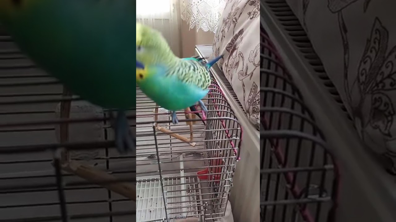 Deli 😂😂 #birds #budgies #talkingparot #muhabbetkuşu #parrot #parakeet #birdsong #funny