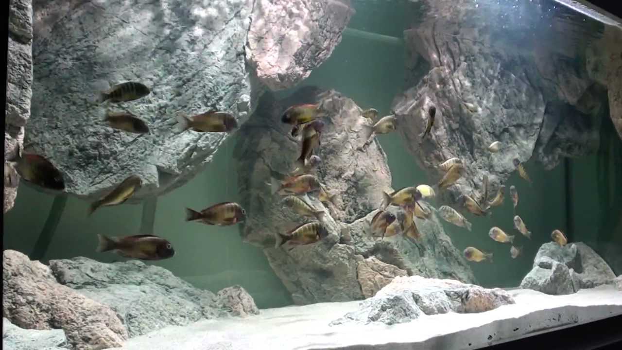 sun after the rain youtube aquarium background
