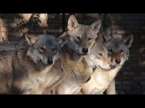 მგლები/Wolves