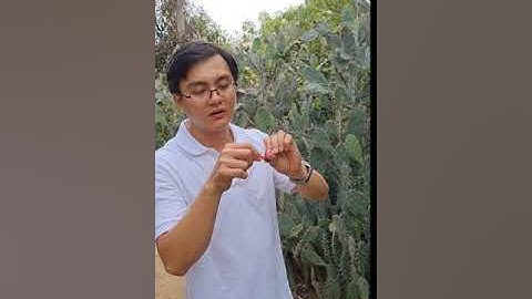 Trái xương rồng - Cactus Pear taste test #Xuongrong #Cactus #Ahaha 5minuntes #vetstarhcm