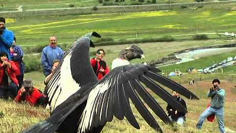 Che uccello è il condor?