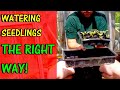 How to Correctly Water Seedlings in Seed Trays