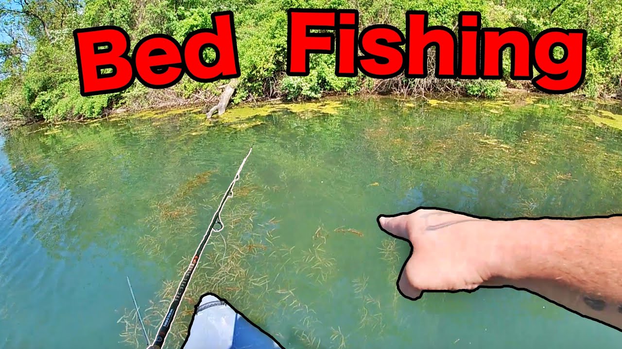 Bed Fishing for Largemouth Bass! (SO MANY FISH!!) YouTube