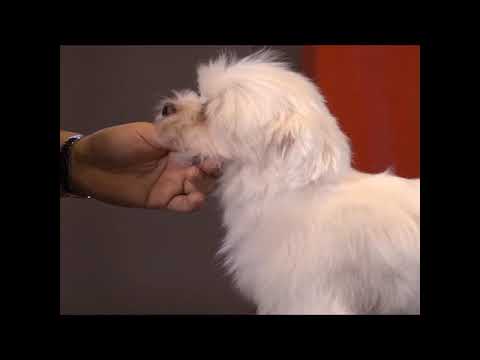 [꿀팁강좌]이민영 교수님이 알려주는 콤 사용법 , comb, pet brushing