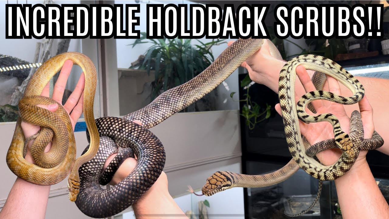 Эти змеи невероятно сильно меняют цвет!