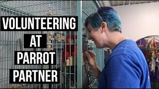 We Need Volunteers! What It's like to Volunteer at Parrot Partner Canada