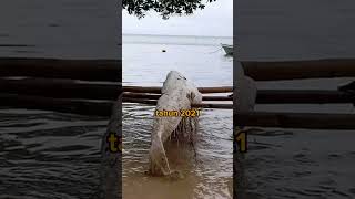 Apakah Globster Sama Dengan Putri Duyung?