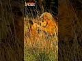 Two Tigers Kill A Sambar Deer Two Tigers Kill A Sambar Deer