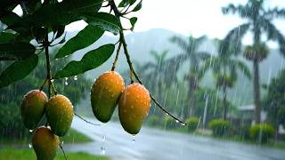 Rain Sounds on Mango Tree Branch for Sleeping & Relaxation | Soft Rain Ambience, Gentle Water Drops screenshot 5