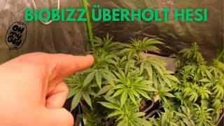 BioBizz Überholt Hesi & Doch keine Fem Action in Greens Ganja Garten